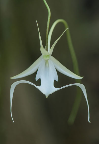 lv_ghost_orchid